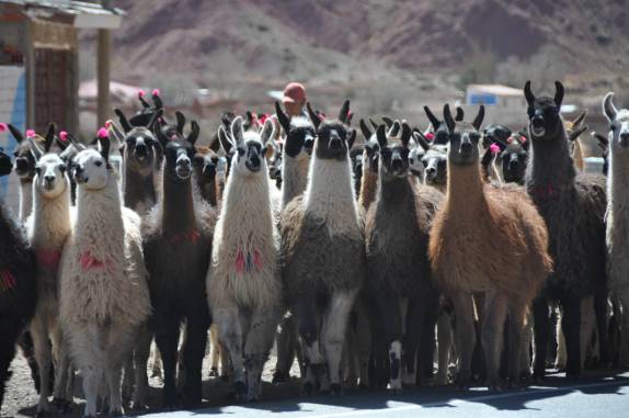 Lhamas caminham ao lado da estrada, em Potosí - Bolívia